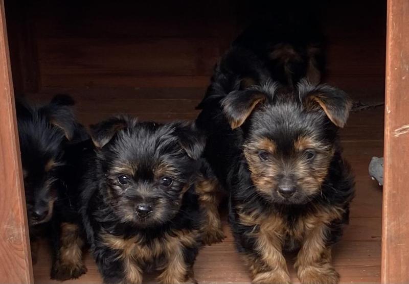 Purebred Australian Silky Terriers
