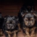 Purebred Australian Silky Terriers