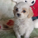 Gorgeous Tiny Toy Cavoodles    PRICE DROP