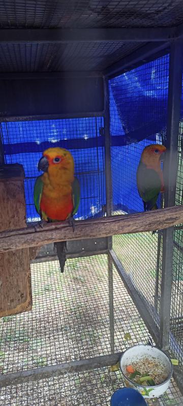 Proven Breeder's janday's conures