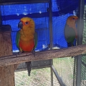Proven Breeder's janday's conures