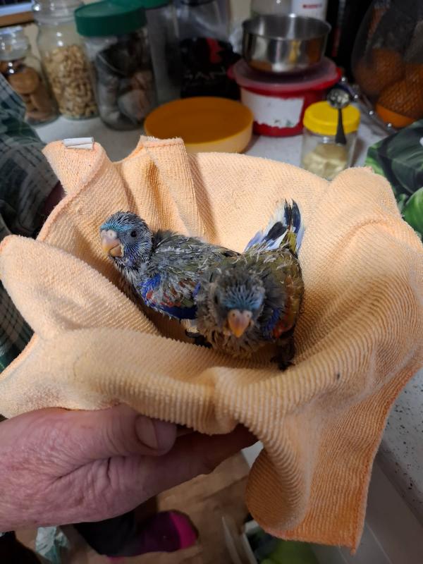 Hand reared naretha blue bonnet