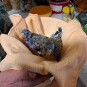 Hand reared naretha blue bonnet