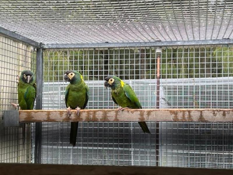 yellow collered macaws