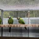 yellow collered macaws