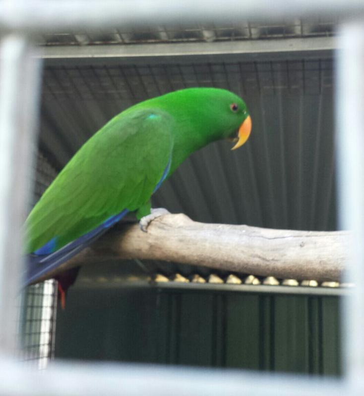 Eclectus parrots young perant raised