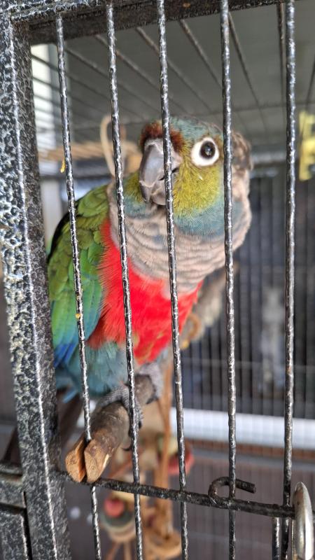 Conures