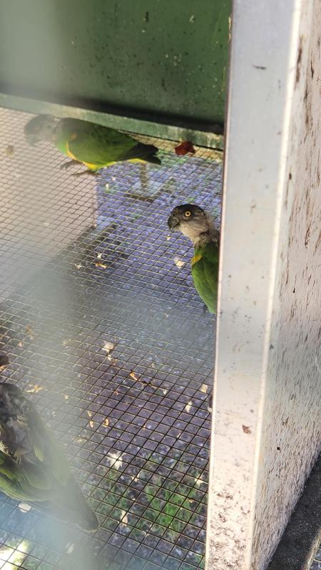 breeding pair Senegals