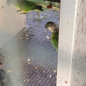 breeding pair Senegals
