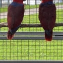 Female Eclectus