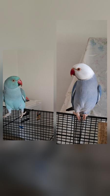 Pair indian ringnecks