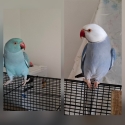 Pair indian ringnecks