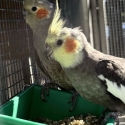 Bonded Pair Cockatiels