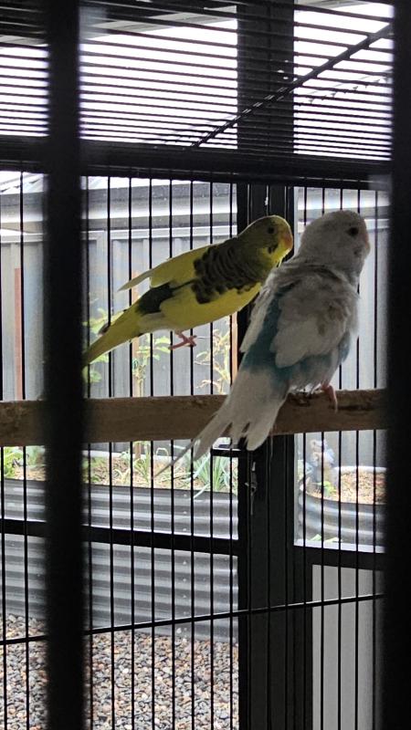 2 Pairs of Young Bonded Budgies