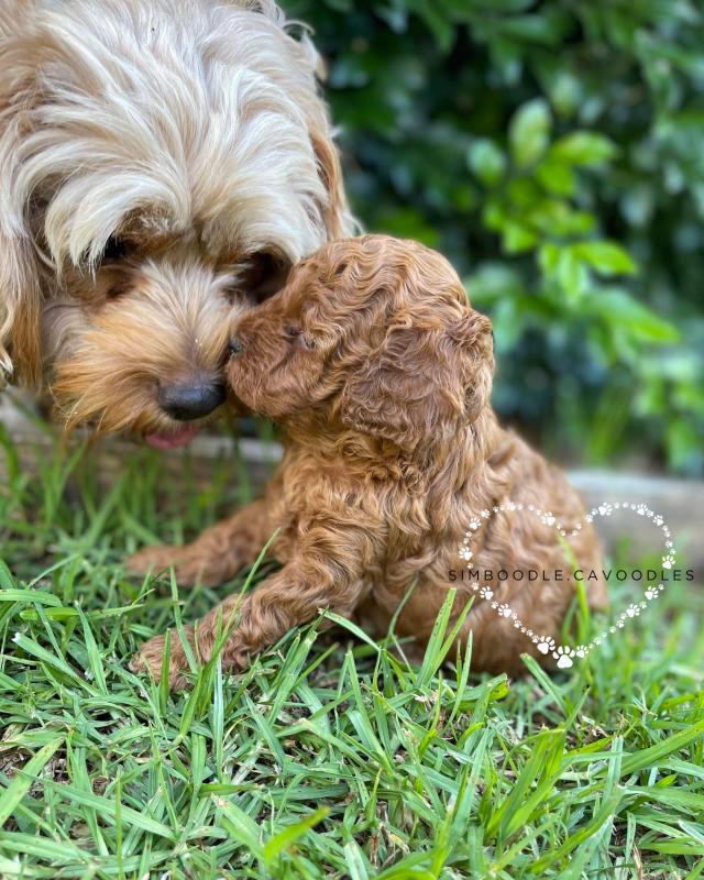 Teddy bear toy cavoodles dna clear right paw verified