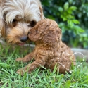 Teddy bear toy cavoodles dna clear right paw verified