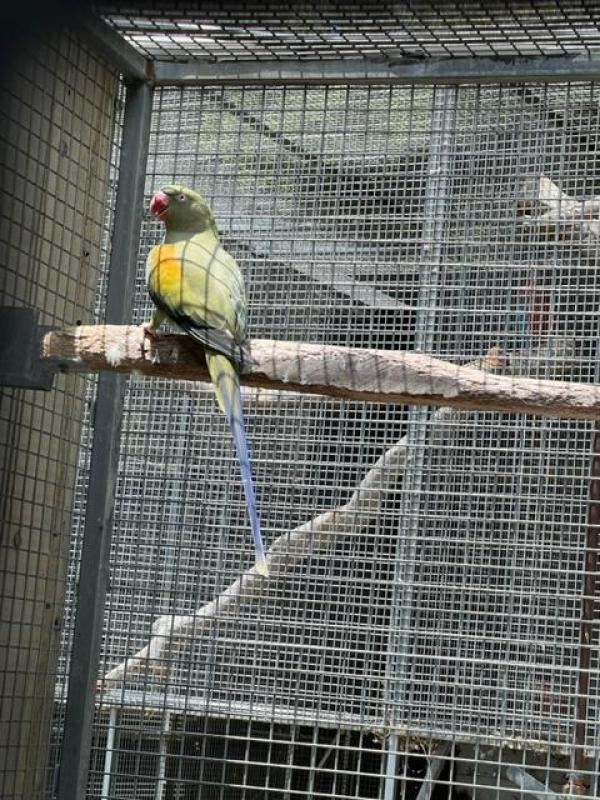 Alexandrine babys also mature birds
