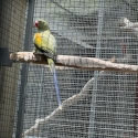Alexandrine babys also mature birds