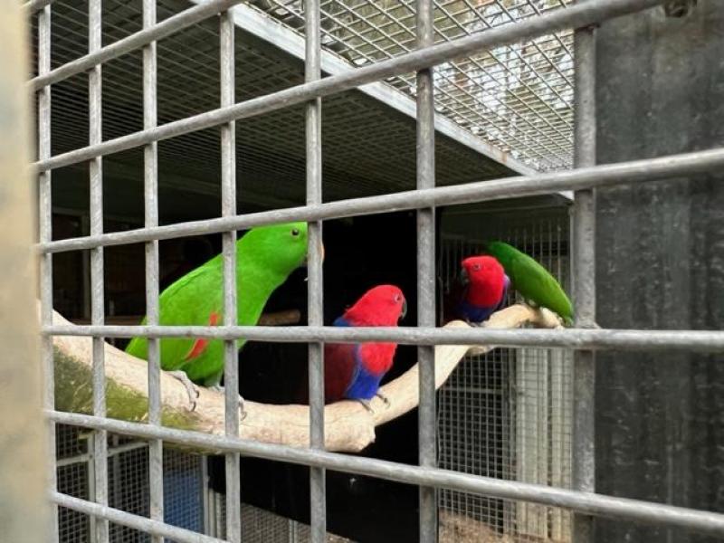 Eclectus parrots and breeding pairs