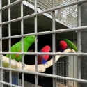 Eclectus parrots and breeding pairs