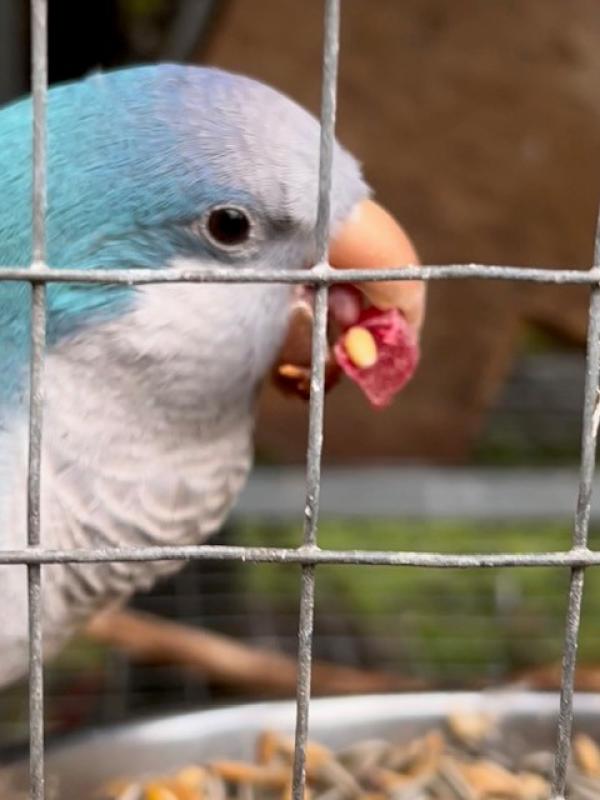 Pair of blue quakers