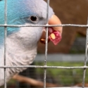 Pair of blue quakers