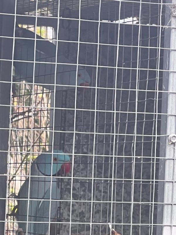 Pair blue IRNS Indian Ringnecks
