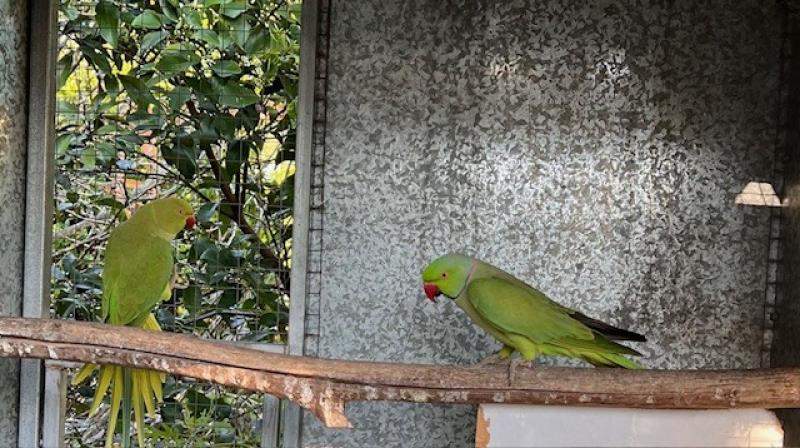 Pair green IRN Indian ringnecks