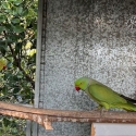 Pair green IRN Indian ringnecks