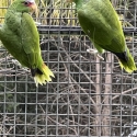 Amazons