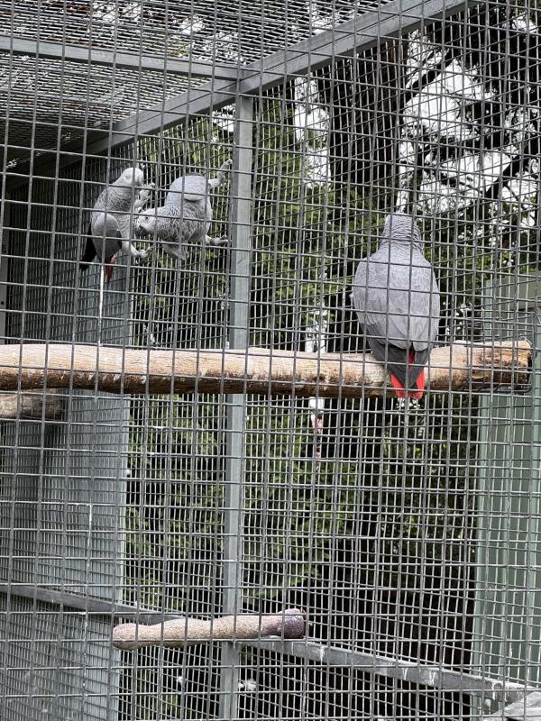 African greys