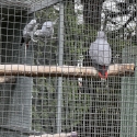 African greys