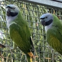 Derbyan