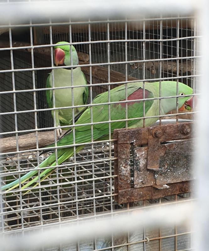 Alexandrine