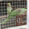 Alexandrine