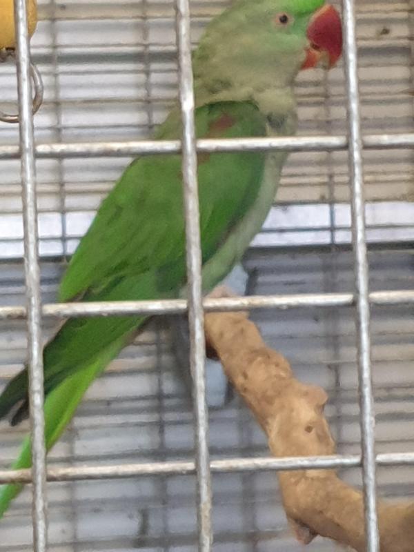 Alexandrine