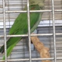 Alexandrine