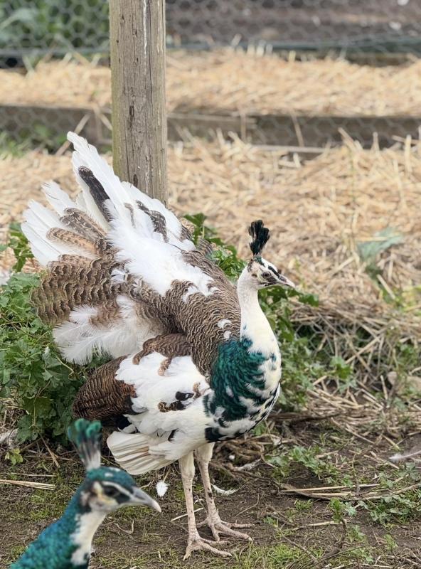 Peafowl green and spalding