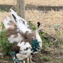 Peafowl green and spalding