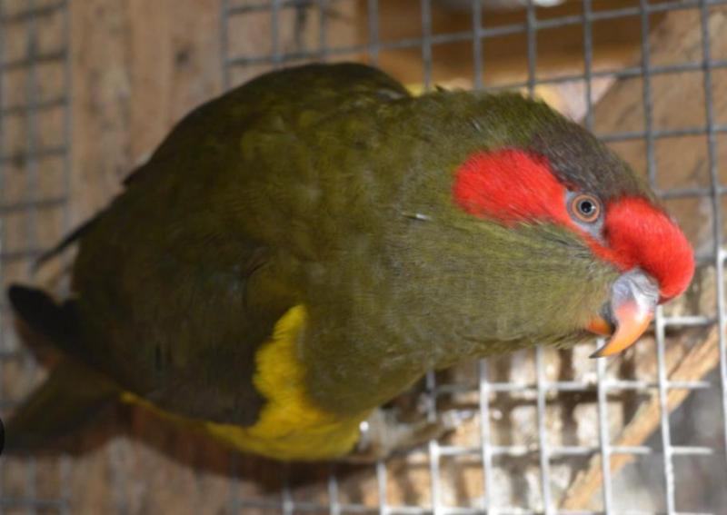 Wanted a Grey Green Musk lorikeet or 2