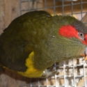 Wanted a Grey Green Musk lorikeet or 2