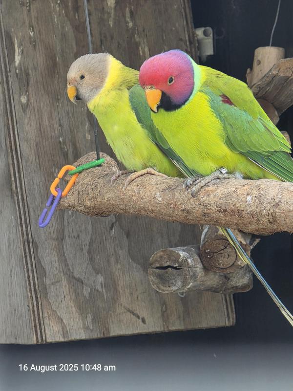 Plumhead pair
