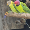 Plumhead pair