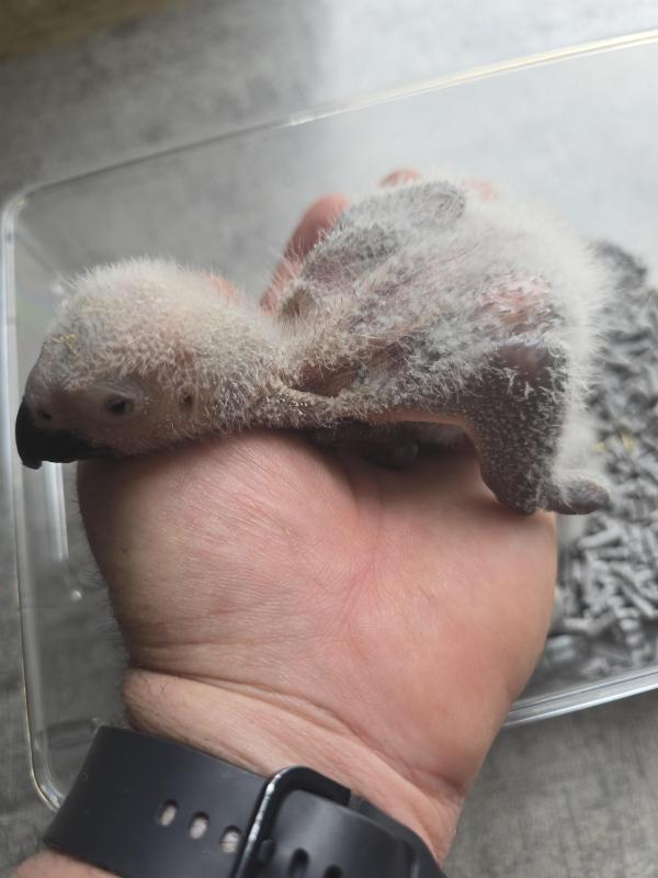Handraised African Greys