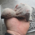 Handraised African Greys