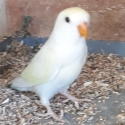 Peach face  love birds
