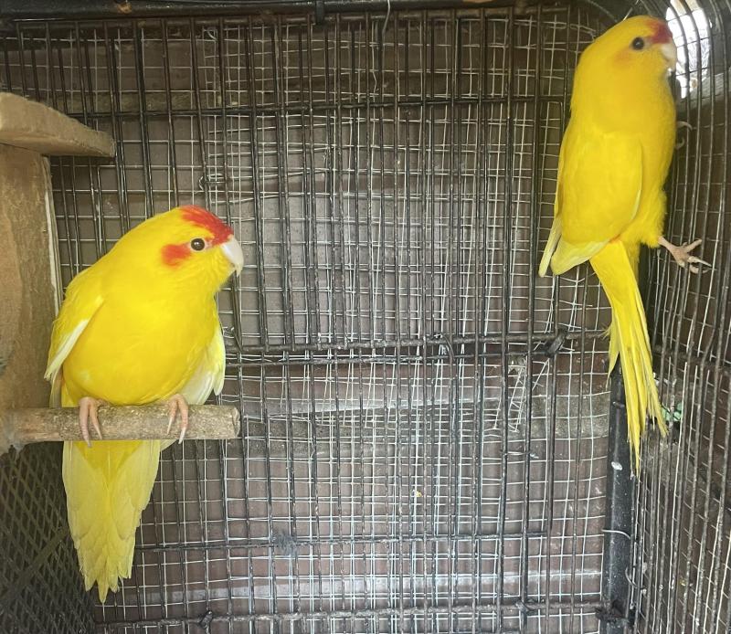 FS: KAKRIKI PARROTS-BREEDING PAIR-
