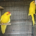 FS: KAKRIKI PARROTS-BREEDING PAIR-