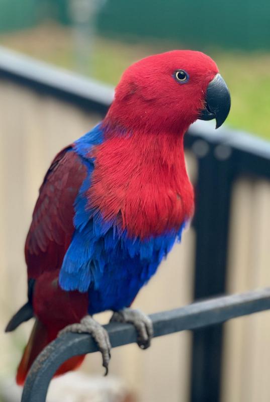 Hand raised eclectus hen