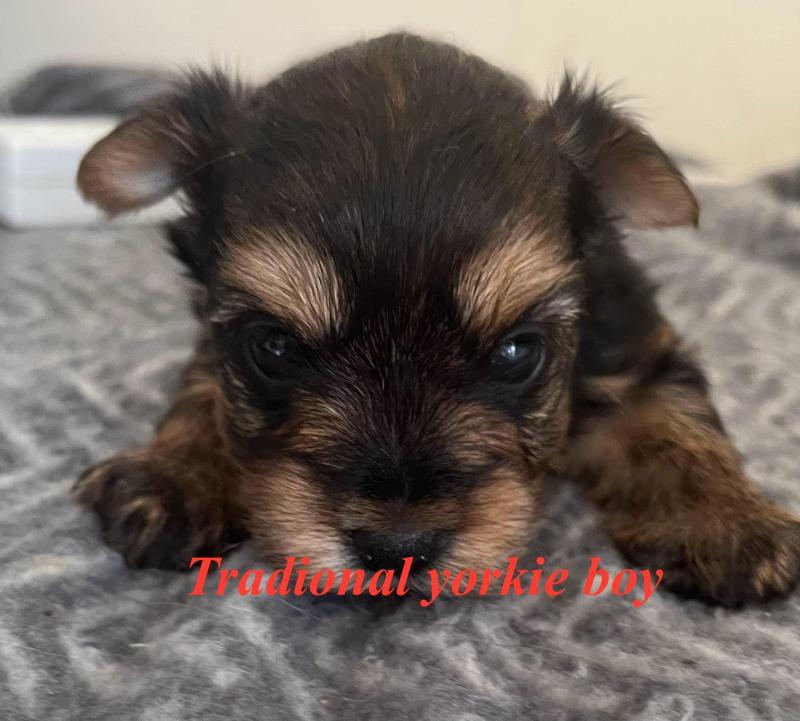 Yorkshire terrier puppies